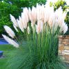 Pampafű - Cortaderia selloana ‘White Feather’