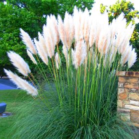 Pampafű - Cortaderia selloana ‘White Feather’
