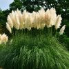 Pampafű - Cortaderia selloana ‘White Feather’