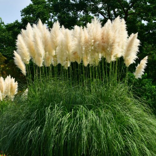 Pampafű - Cortaderia selloana ‘White Feather’