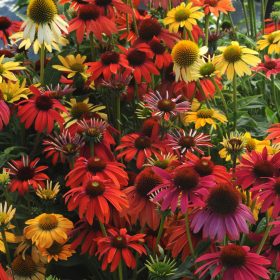 Kasvirág – Echinacea 'Cheyenne Spirit'