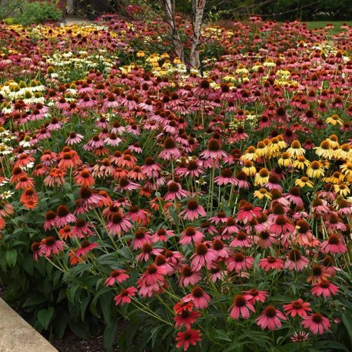 Kasvirág – Echinacea 'Cheyenne Spirit'