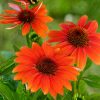 Kasvirág – Echinacea purpurea 'Prairie Blaze Orange Sunset'