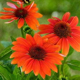   Kasvirág – Echinacea purpurea 'Prairie Blaze Orange Sunset'