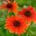 Kasvirág – Echinacea purpurea 'Prairie Blaze Orange Sunset'