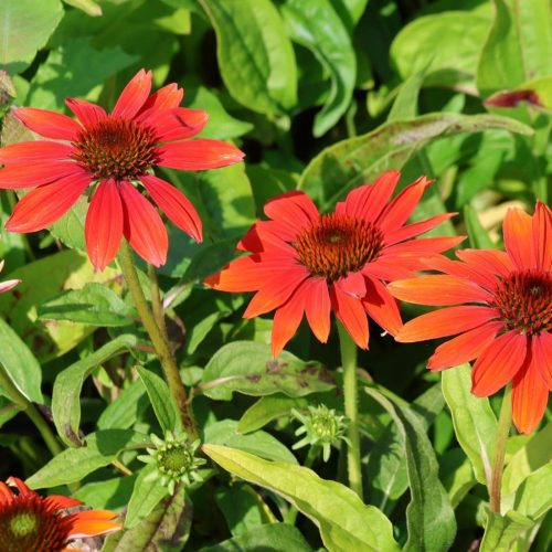 Kasvirág – Echinacea purpurea 'Prairie Blaze Orange Sunset'