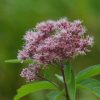 Foltos sédkender – Eupatorium maculatum 'Atropurpureum'