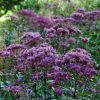 Foltos sédkender – Eupatorium maculatum 'Atropurpureum'