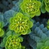 Délszaki kutyatej – Euphorbia myrsinites