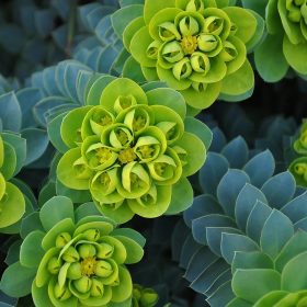 Délszaki kutyatej – Euphorbia myrsinites