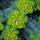 Délszaki kutyatej – Euphorbia myrsinites