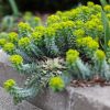 Délszaki kutyatej – Euphorbia myrsinites