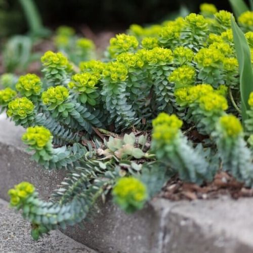 Délszaki kutyatej – Euphorbia myrsinites