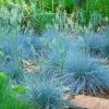 Deres csenkesz – Festuca glauca 'Intense Blue'