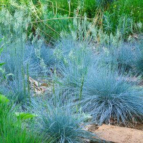 Deres csenkesz – Festuca glauca 'Intense Blue'