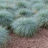 Deres csenkesz – Festuca glauca 'Intense Blue'