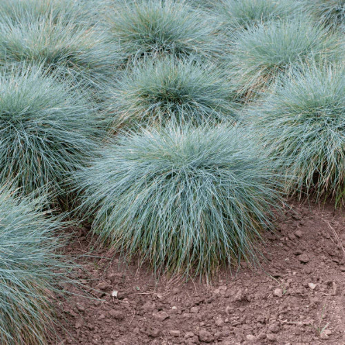 Deres csenkesz – Festuca glauca 'Intense Blue'