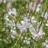 Évelő díszgyertya – Gaura lindheimeri 'Corrie's Gold'