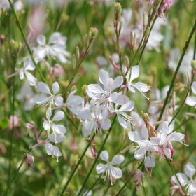   Évelő díszgyertya – Gaura lindheimeri 'Corrie's Gold'