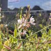 Évelő díszgyertya – Gaura lindheimeri 'Corrie's Gold'