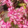 Évelő díszgyertya – Gaura lindheimeri 