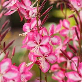 Évelő díszgyertya – Gaura lindheimeri 