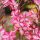 Évelő díszgyertya – Gaura lindheimeri 