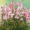 Évelő díszgyertya – Gaura lindheimeri 