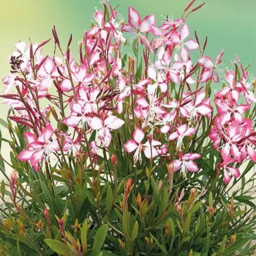 Évelő díszgyertya – Gaura lindheimeri 