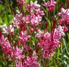 Évelő díszgyertya – Gaura lindheimeri 'Siskiyou Pink'