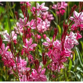   Évelő díszgyertya – Gaura lindheimeri 'Siskiyou Pink'