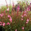 Évelő díszgyertya – Gaura lindheimeri 'Siskiyou Pink'