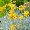 Olasz szalmagyopár – Helichrysum italicum 'Dwarf'