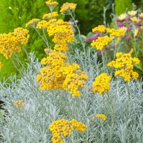   Olasz szalmagyopár – Helichrysum italicum 'Dwarf'