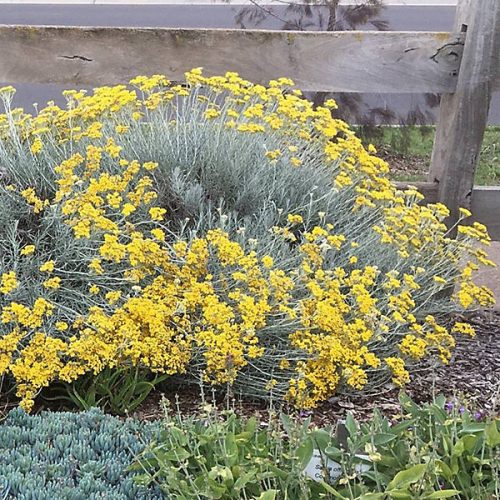 Olasz szalmagyopár – Helichrysum italicum 'Dwarf'