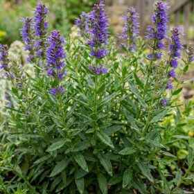 Izsóp – Hyssopus officinalis