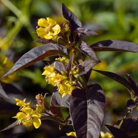   Pillás lizinka – Lysimachia ciliata 'Firecracker'