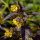 Pillás lizinka – Lysimachia ciliata 'Firecracker'