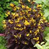 Pillás lizinka – Lysimachia ciliata 'Firecracker'