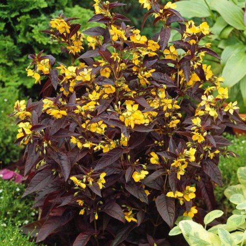 Pillás lizinka – Lysimachia ciliata 'Firecracker'