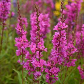   Réti füzény – Lythrum salicaria 'Flothrum Robin'