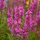 Réti füzény – Lythrum salicaria 'Flothrum Robin'