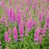 Réti füzény – Lythrum salicaria 'Flothrum Robin'