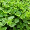 Majoránna – Origanum majorana
