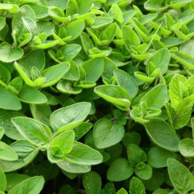 Majoránna – Origanum majorana