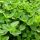 Majoránna – Origanum majorana
