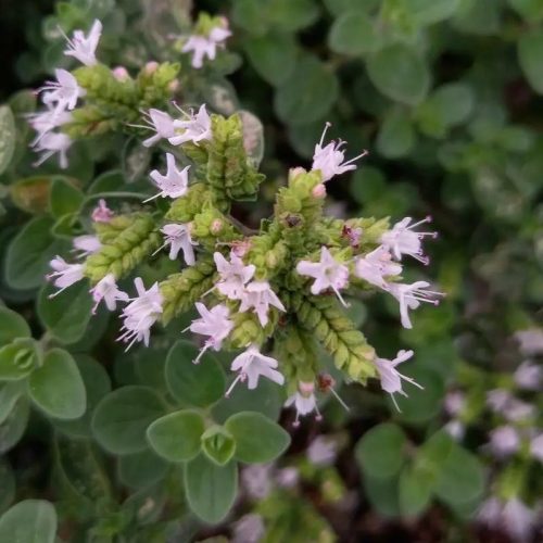 Majoránna – Origanum majorana