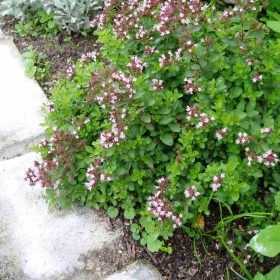 Szurokfű – Origanum vulgare 'Compactum'