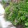 Szurokfű – Origanum vulgare 'Compactum'