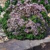 Szurokfű – Origanum vulgare 'Compactum'